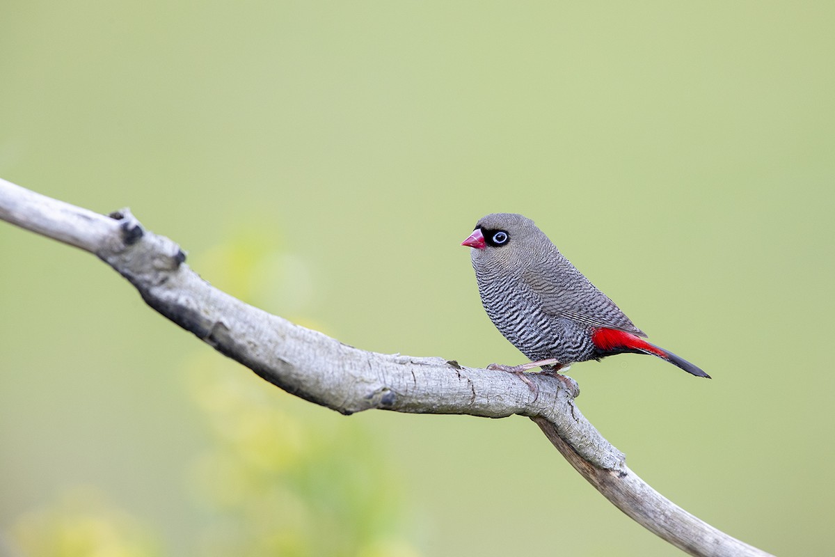 Beautiful Firetail - ML191547471