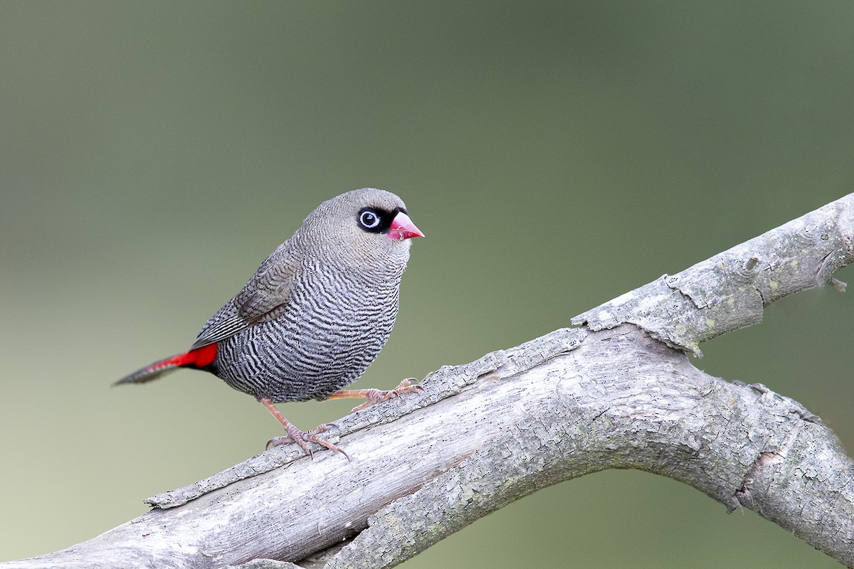 Beautiful Firetail - ML191547481