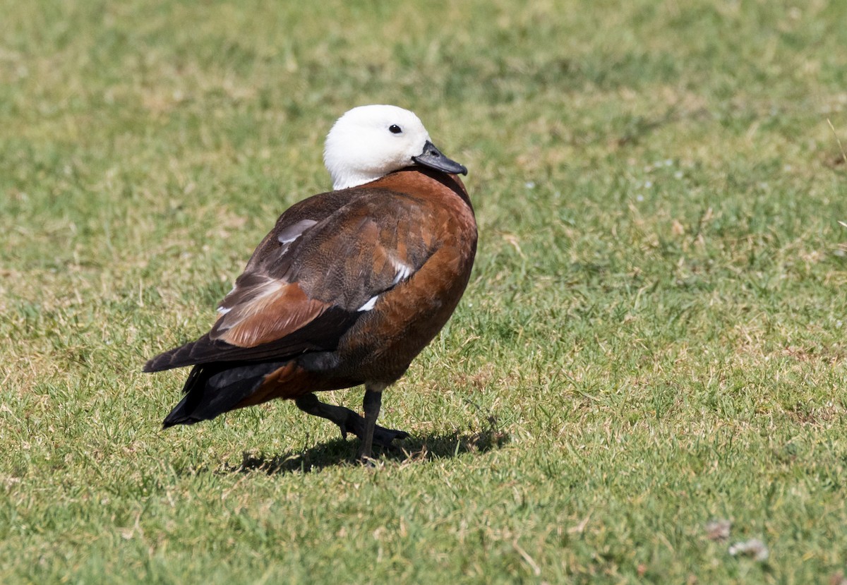 Paradise Shelduck - Chris Barnes