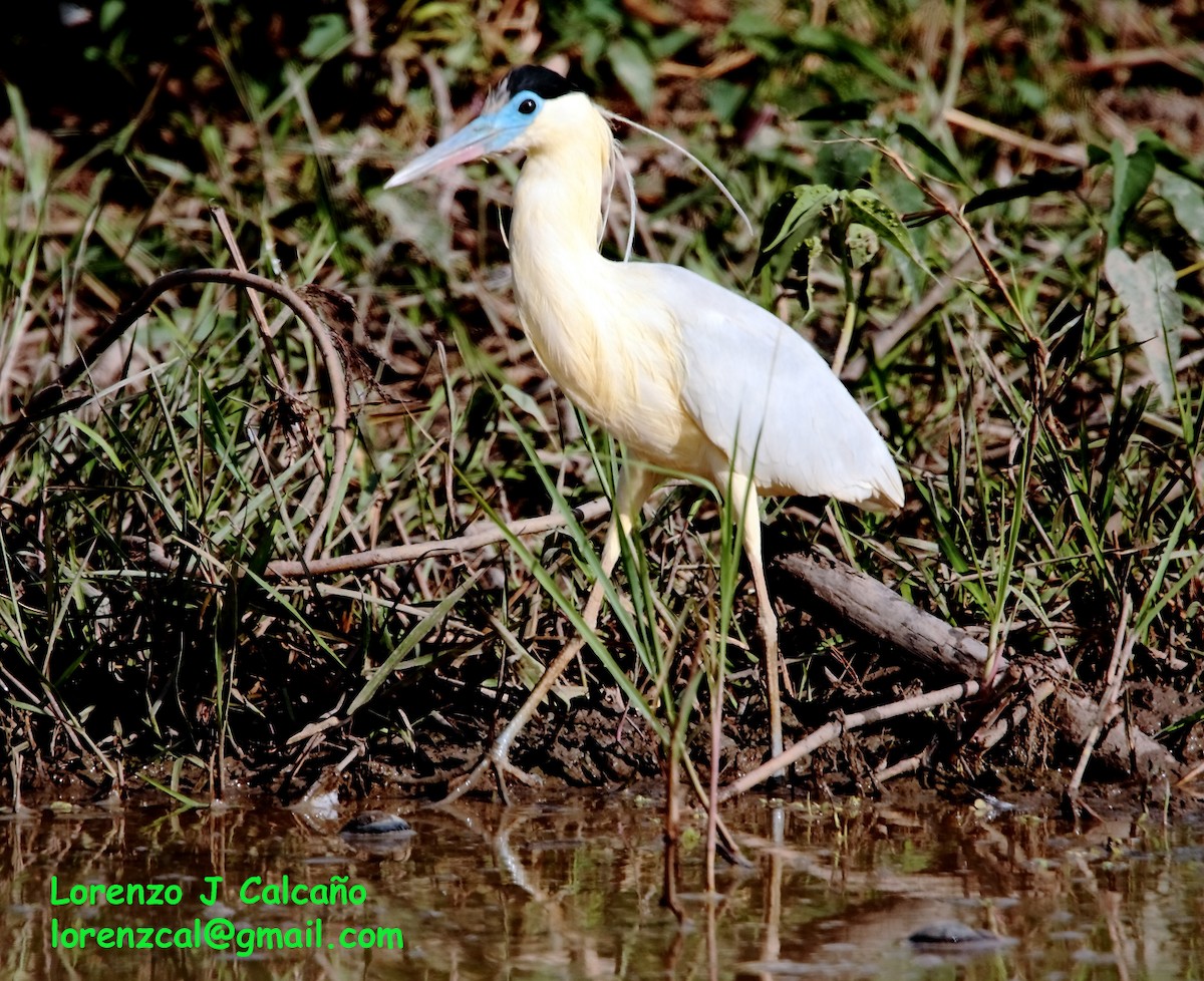 Capped Heron - ML191550161