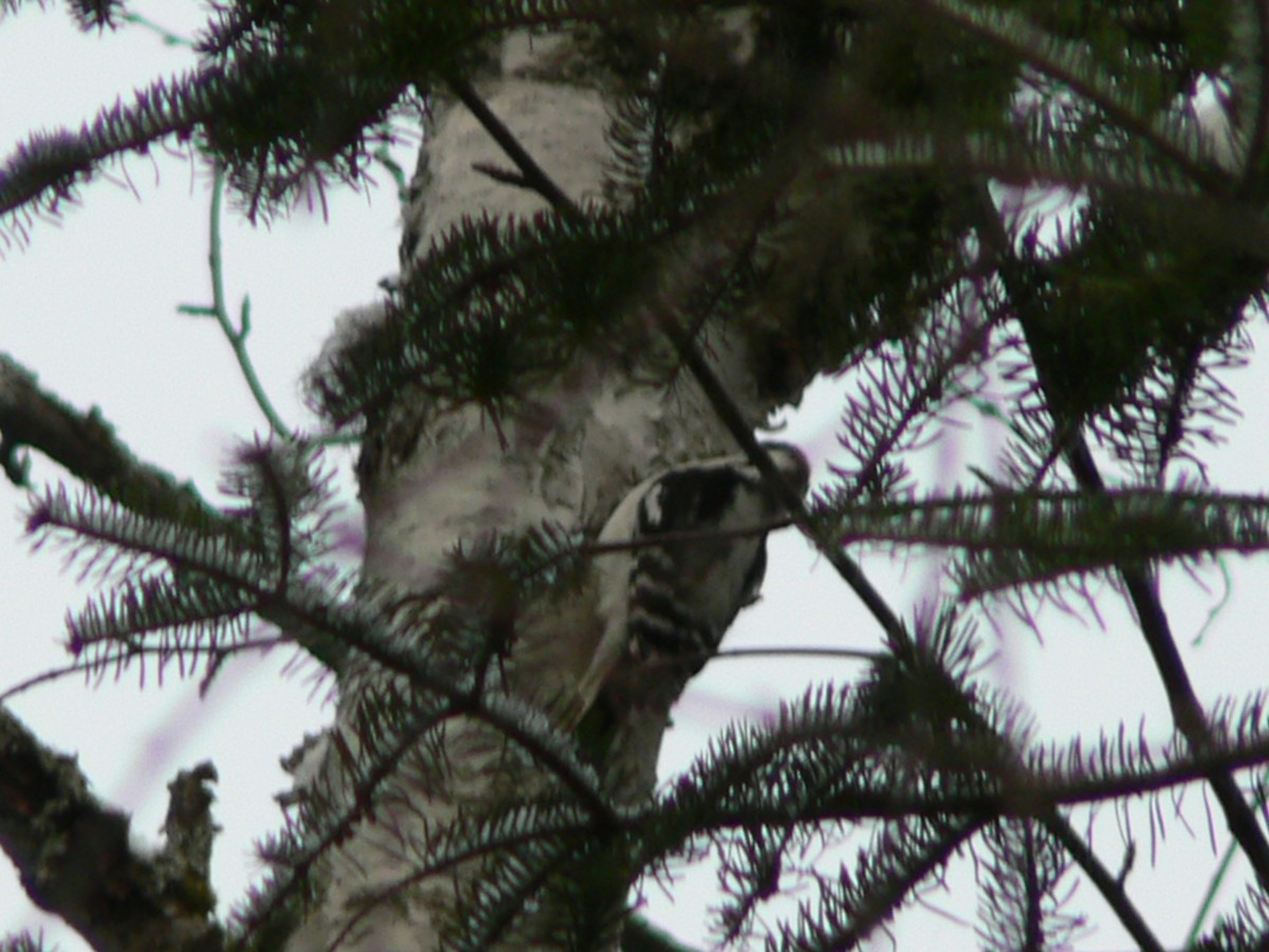 Downy Woodpecker - ML191551921