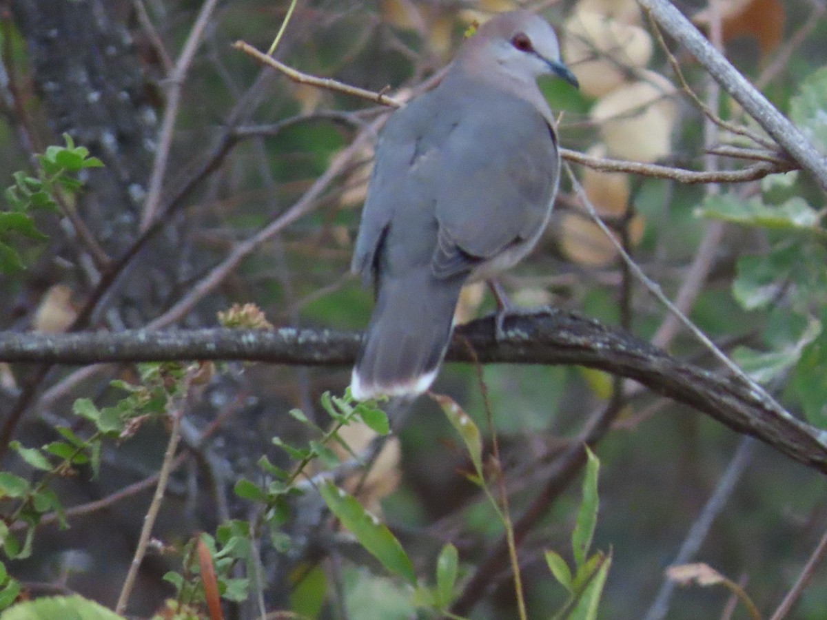 White-tipped Dove - ML191552451