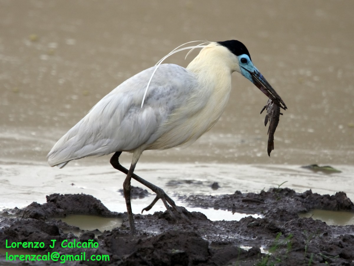 Capped Heron - ML191555501