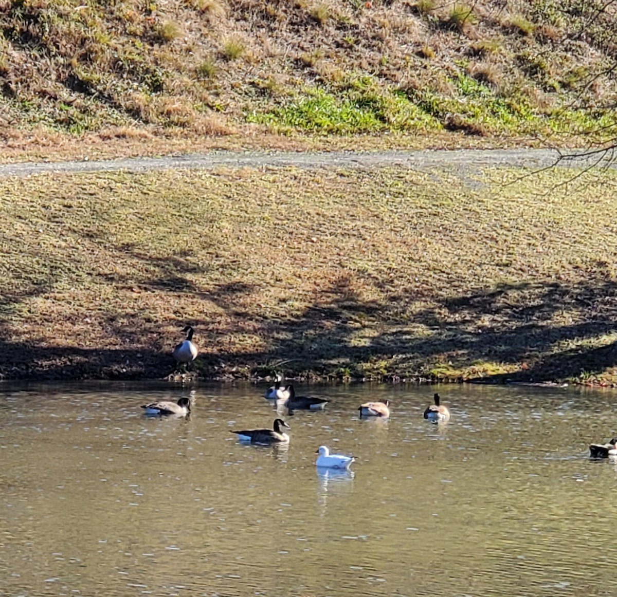 Ross's Goose - ML191555731