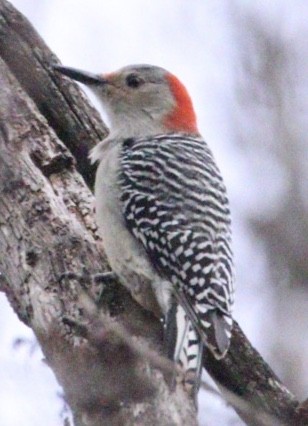 Red-bellied Woodpecker - ML191557301