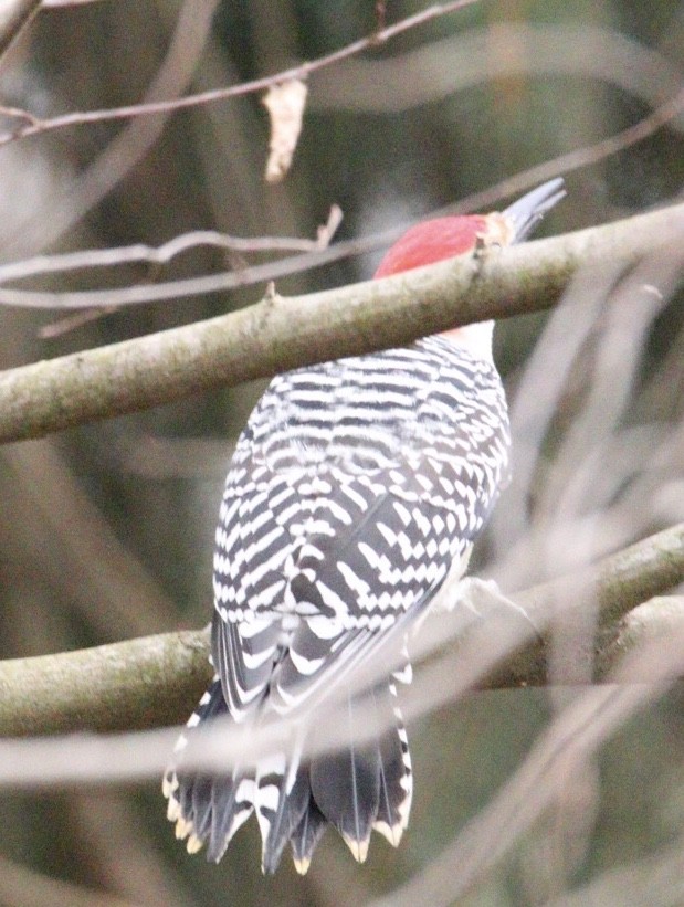 Red-bellied Woodpecker - ML191557311