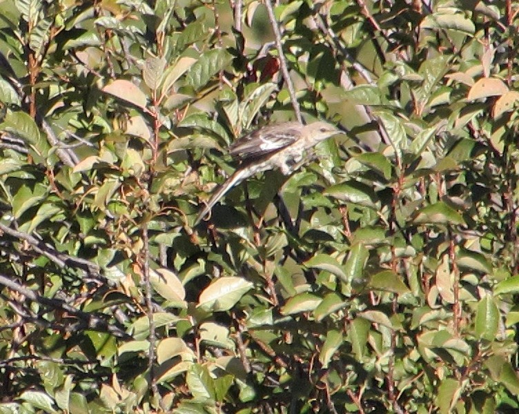 Northern Mockingbird - ML191557591