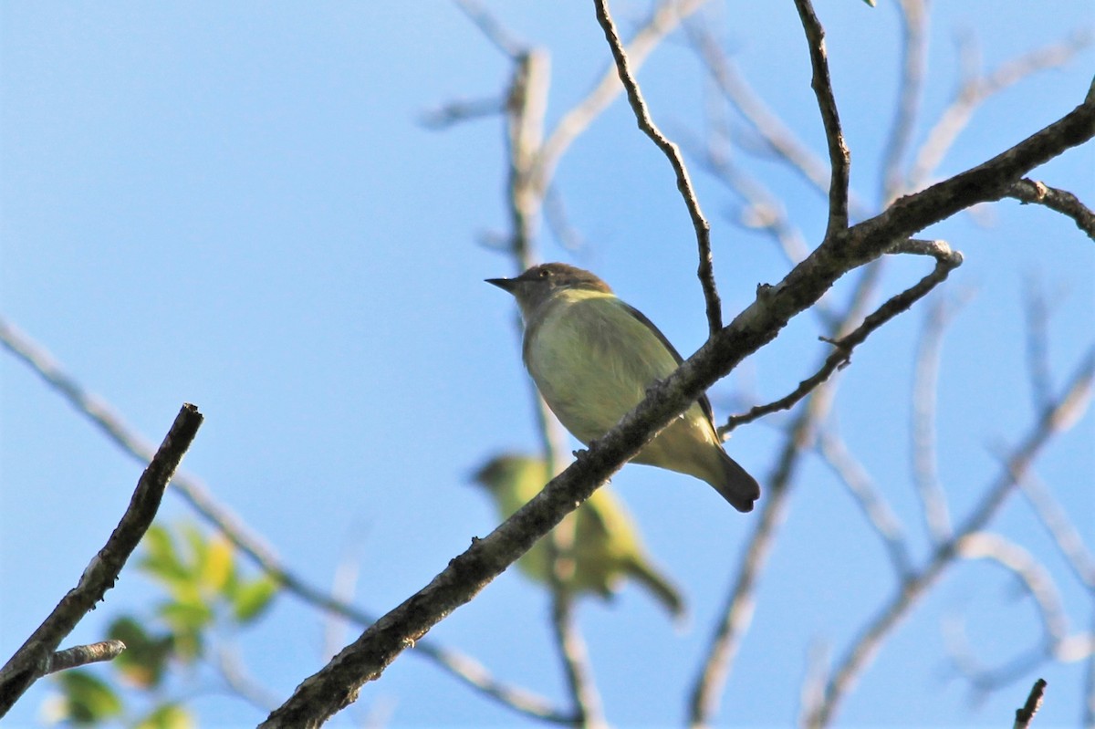 Black-faced Dacnis - ML191558571