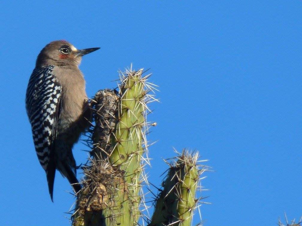 Gray-breasted Woodpecker - ML191560161