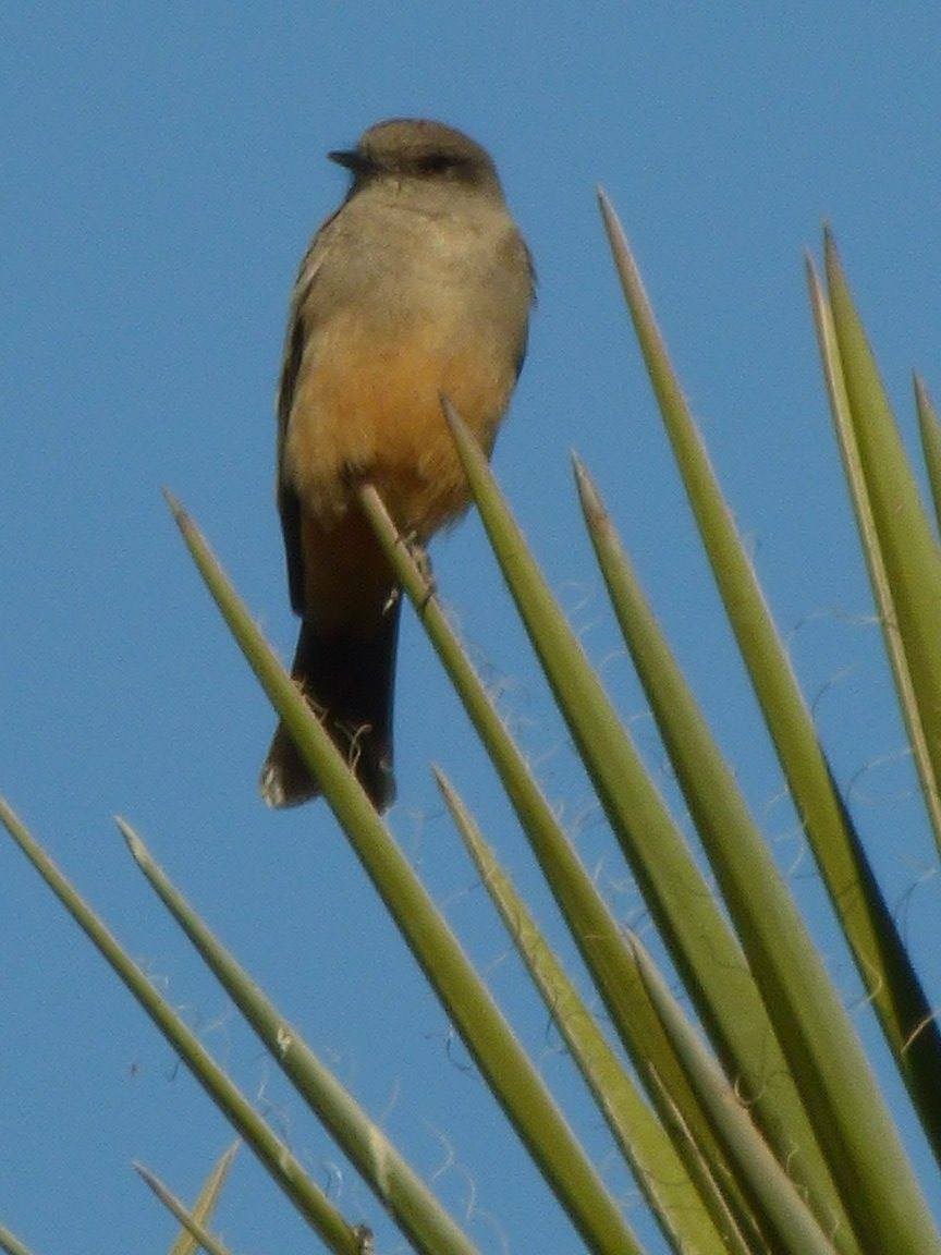 Say's Phoebe - ML191560301