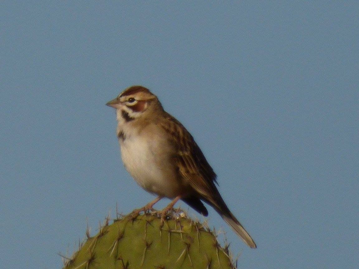Lark Sparrow - ML191560411