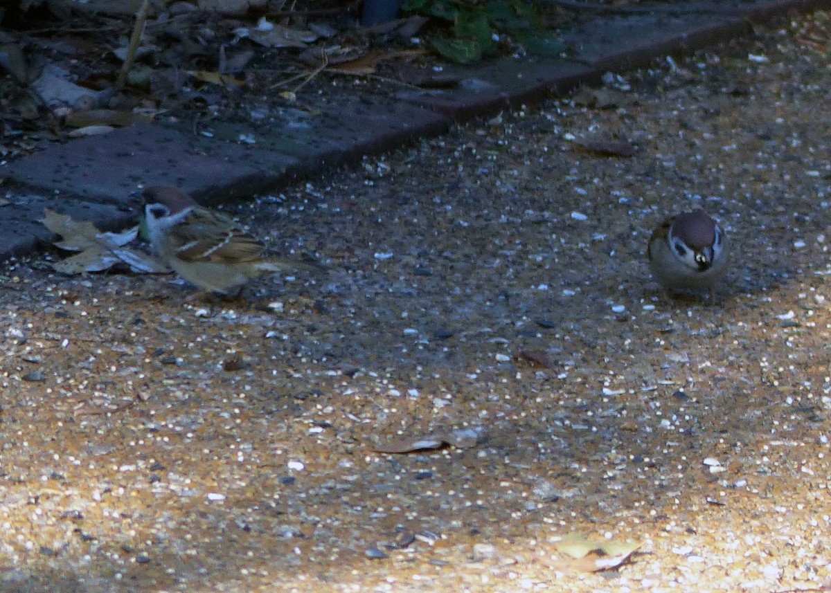 Eurasian Tree Sparrow - ML191562891