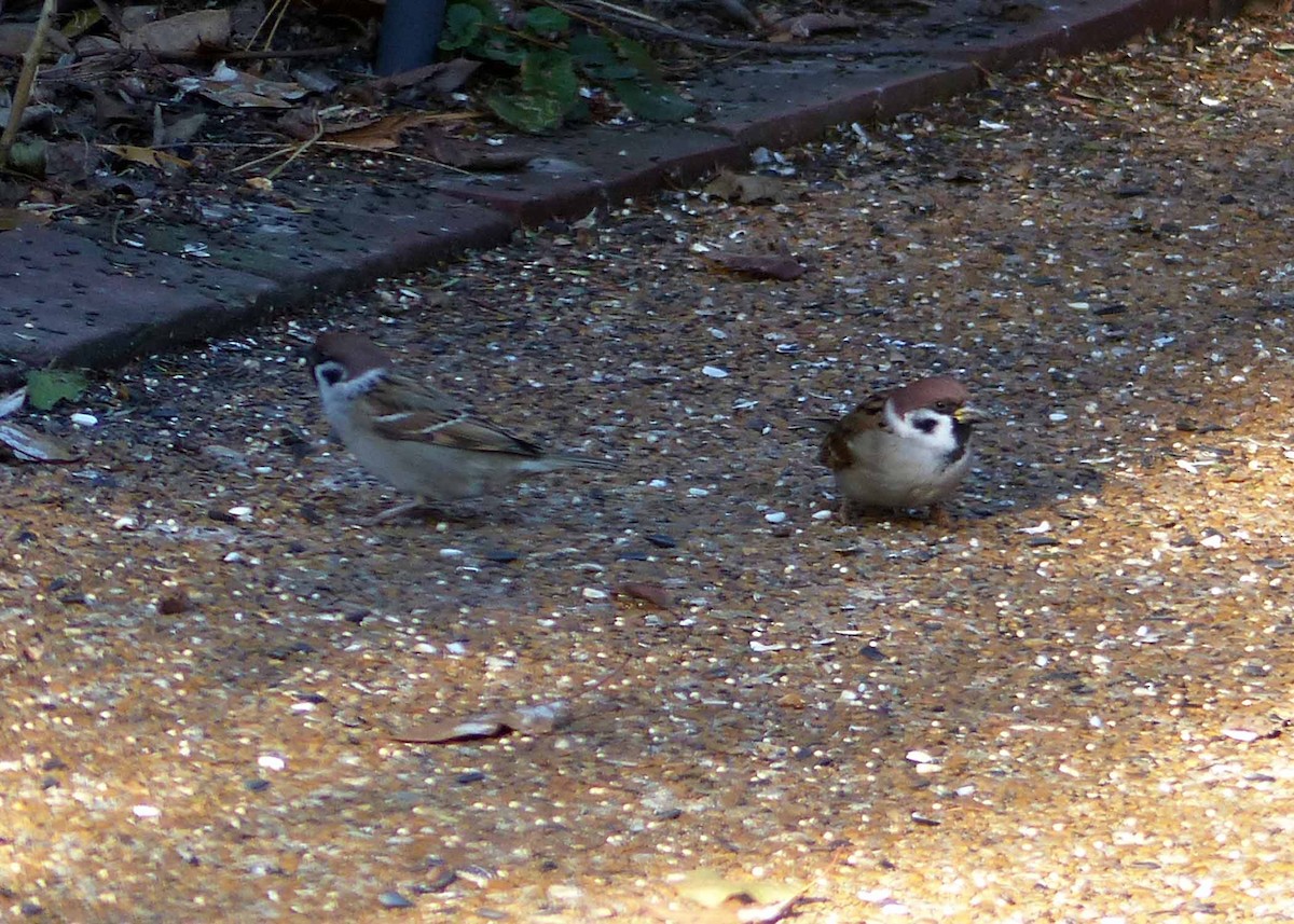 Eurasian Tree Sparrow - ML191562921