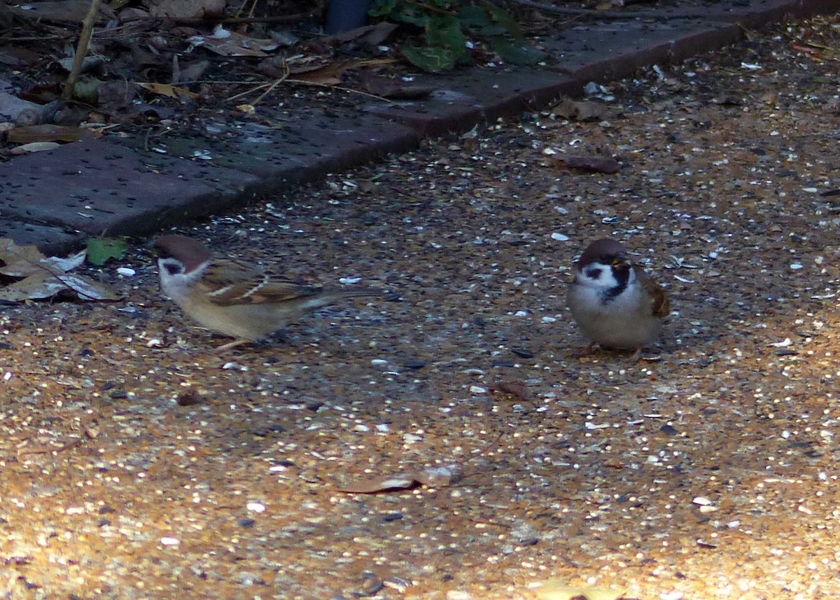 Eurasian Tree Sparrow - ML191562941