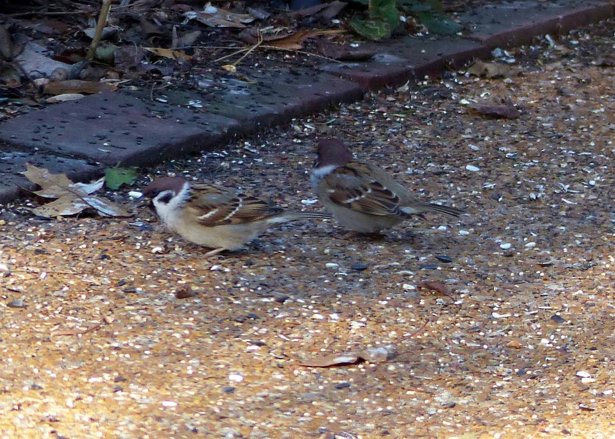 Eurasian Tree Sparrow - ML191562991