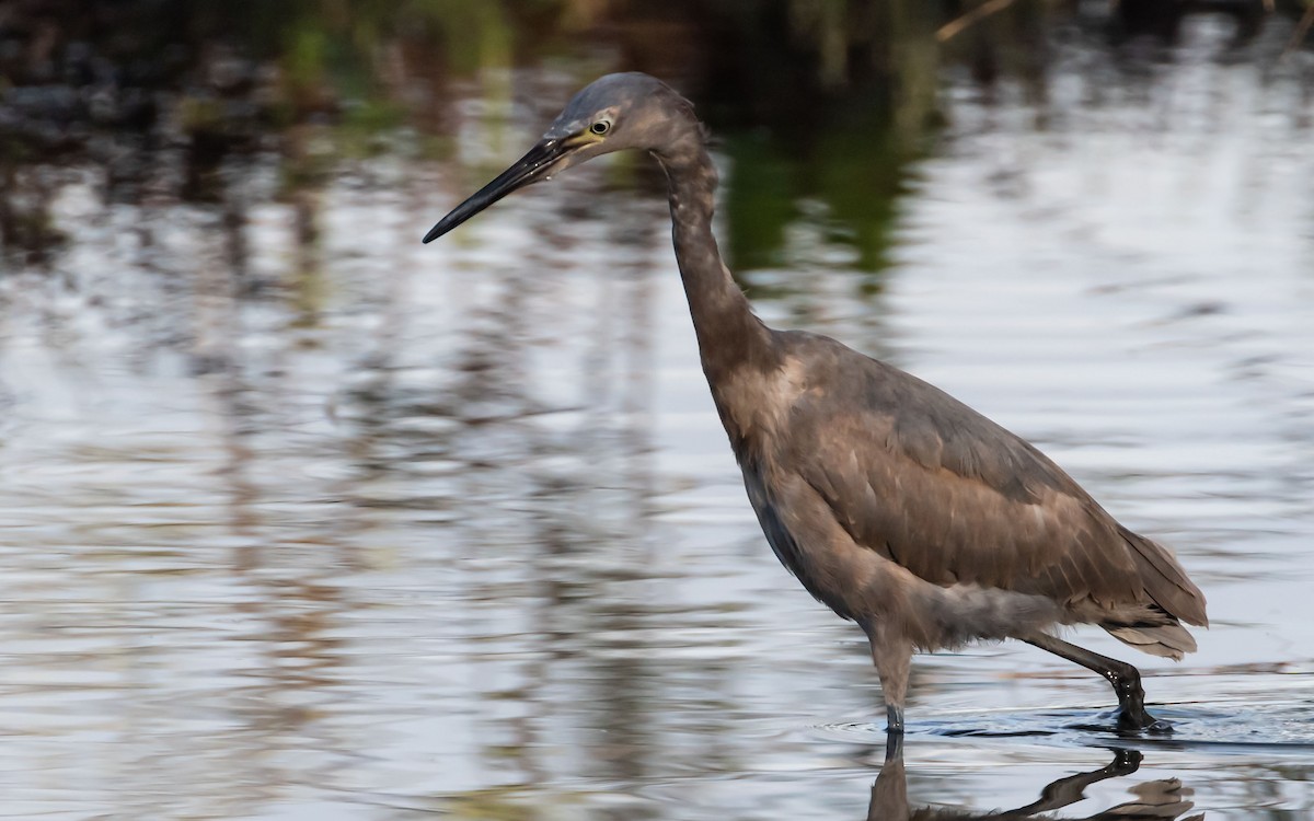 Reddish Egret - Bernard Howe