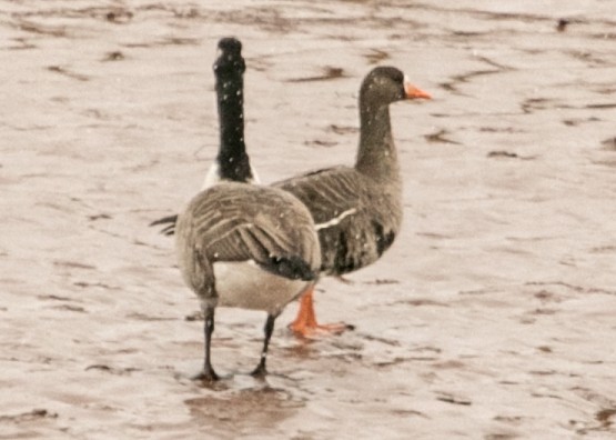 Greater White-fronted Goose (Greenland) - Ross Hall