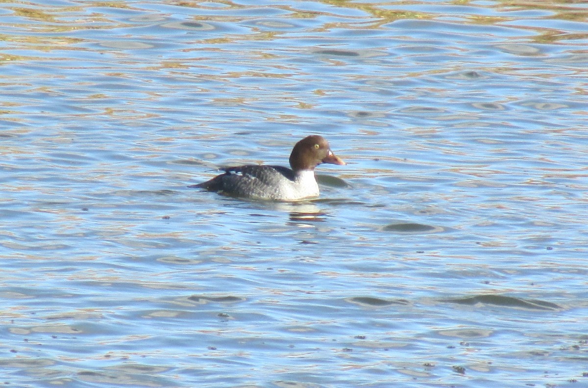 Common Goldeneye - ML191568971