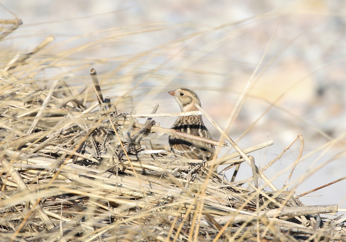 Lapland Longspur - ML191570471