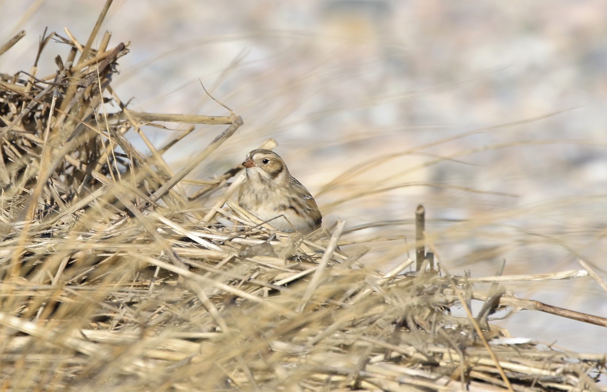 Lapland Longspur - ML191570491