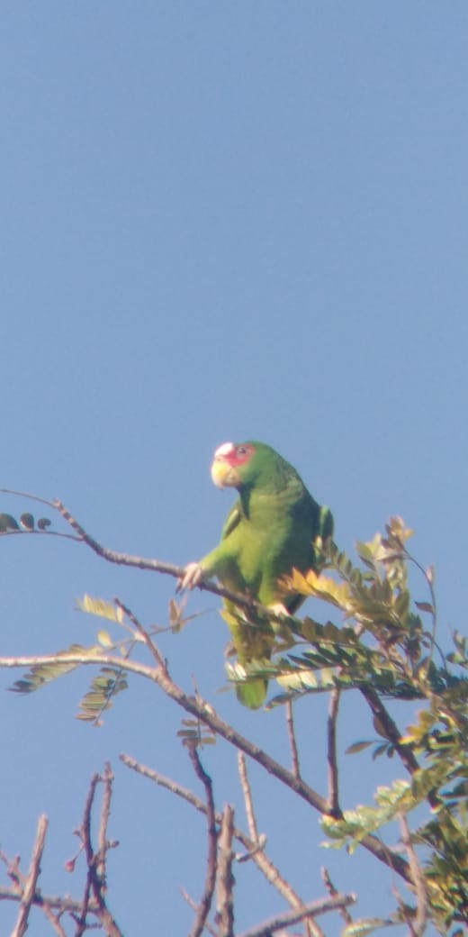 White-fronted Parrot - ML191571101