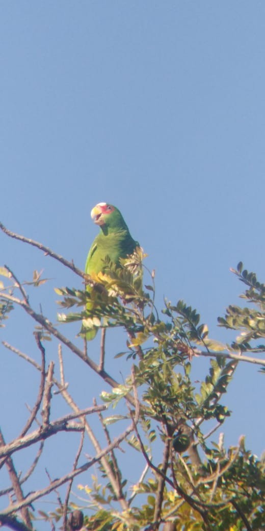 White-fronted Parrot - ML191571111