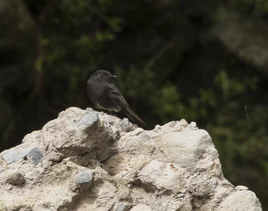 Black Phoebe - ML191572831