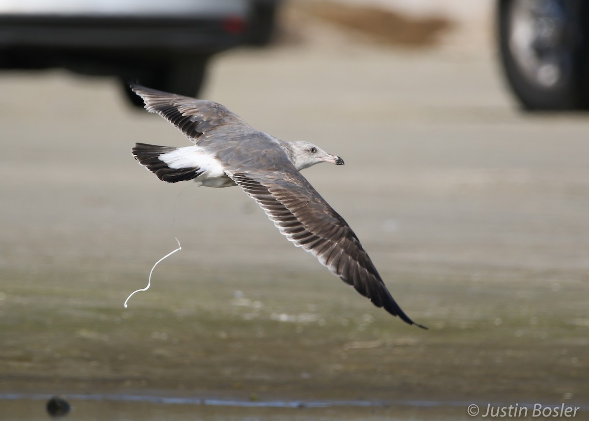 Western Gull - ML191573001