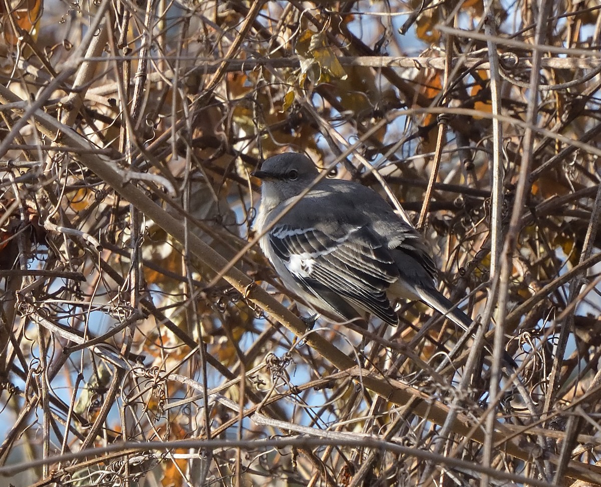 Northern Mockingbird - ML191575961