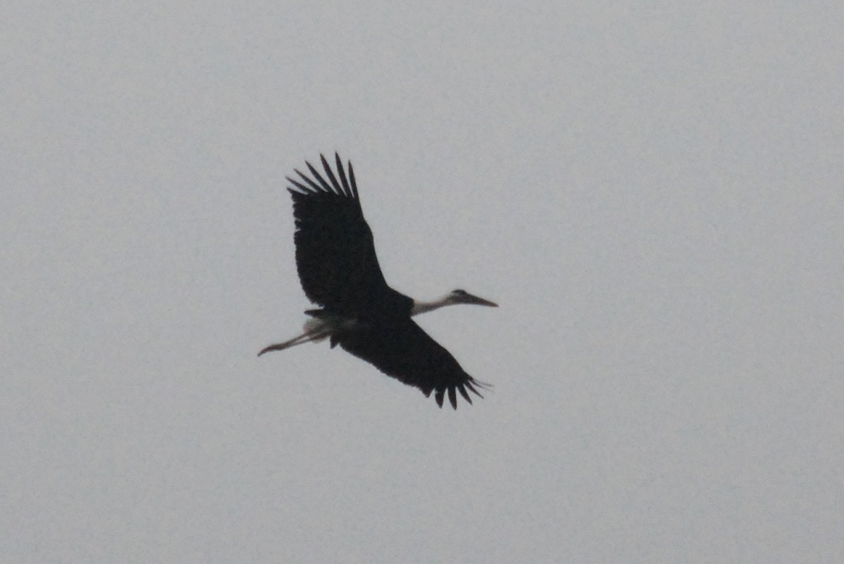 Asian Woolly-necked Stork - ML191576481