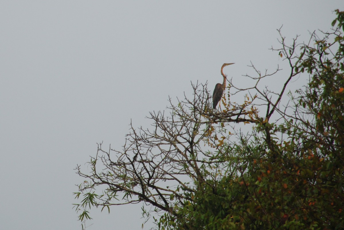 Purple Heron - Tim Holland