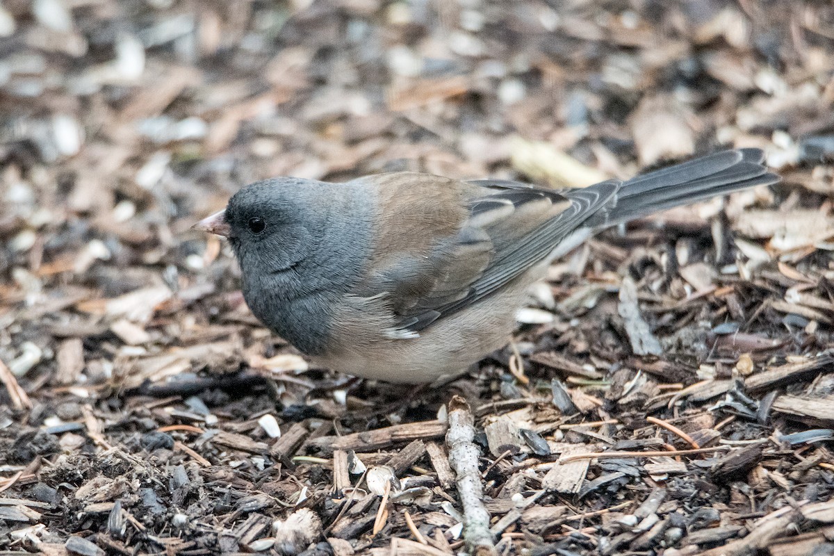 Dark-eyed Junco (Oregon) - Sue Barth