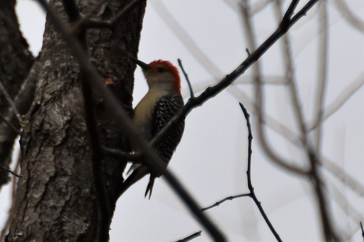 Red-bellied Woodpecker - ML191577461