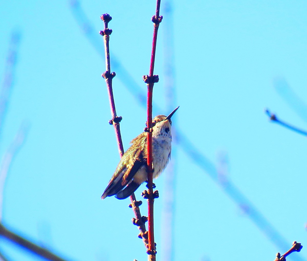Black-chinned Hummingbird - ML191579201