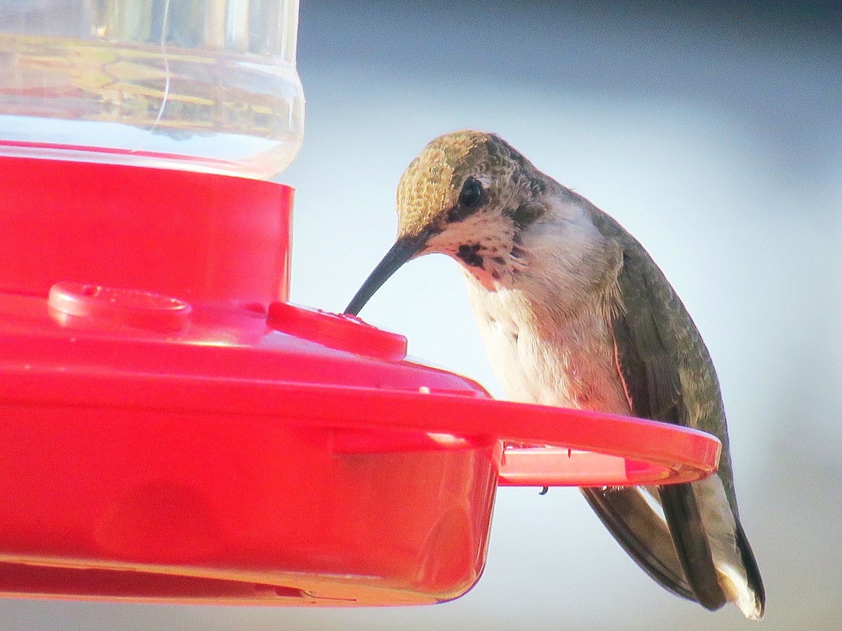 Black-chinned Hummingbird - ML191579221