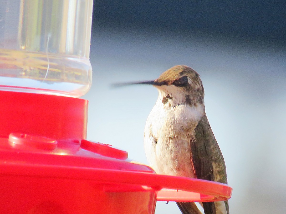 Black-chinned Hummingbird - ML191579261