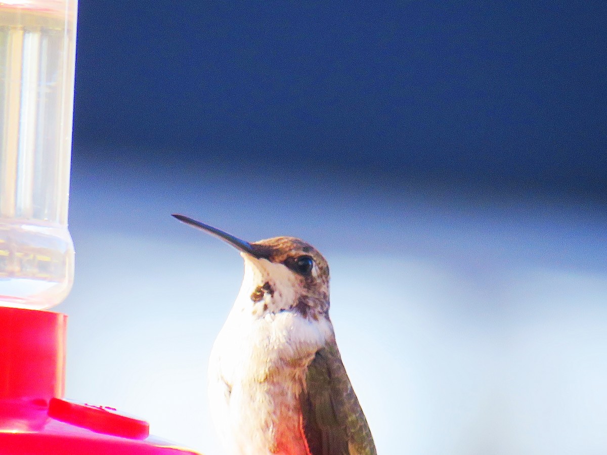 Black-chinned Hummingbird - ML191579281