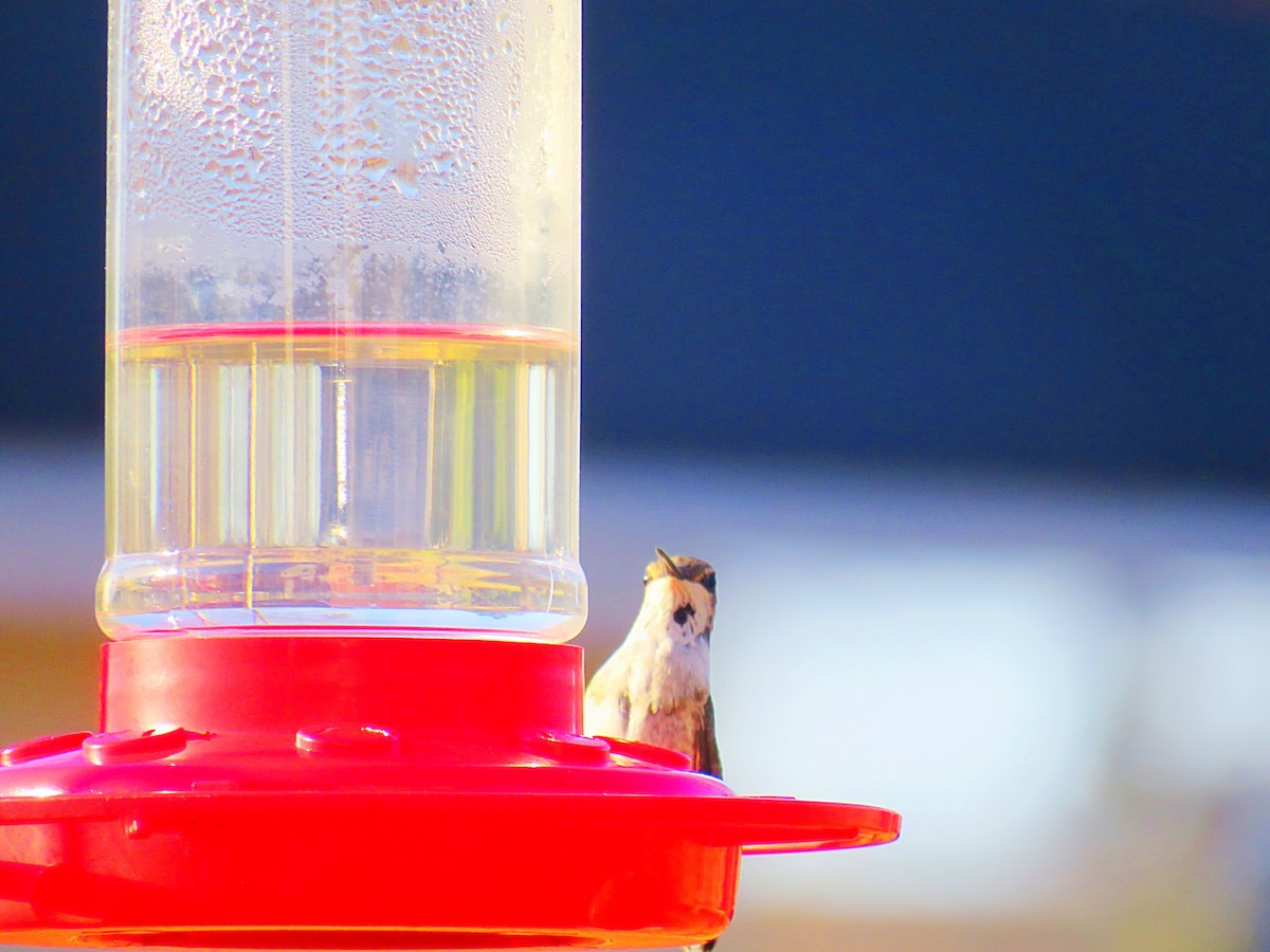 Black-chinned Hummingbird - ML191579301