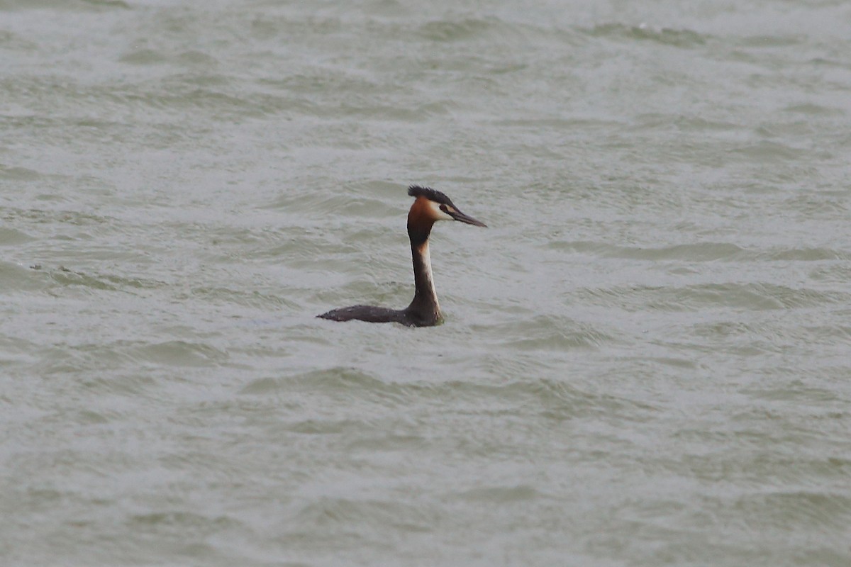 Great Crested Grebe - John Mercer