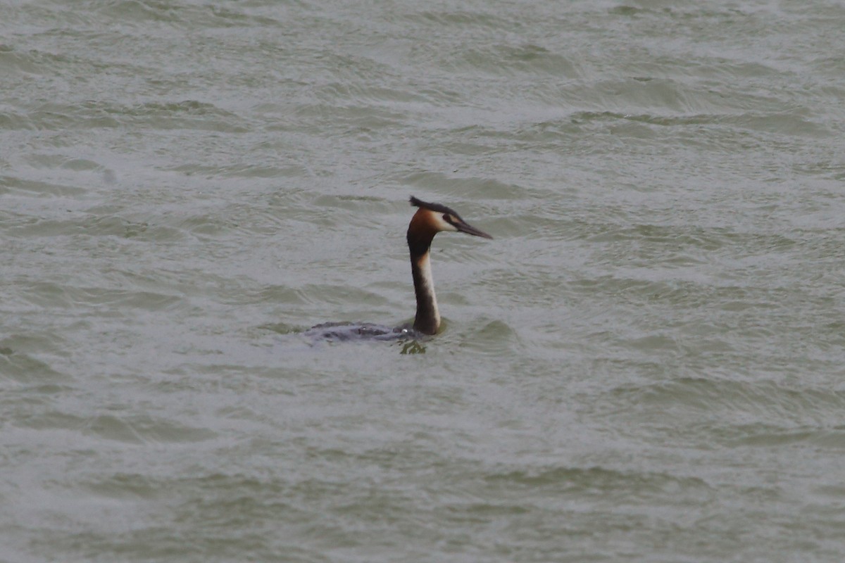 Great Crested Grebe - John Mercer