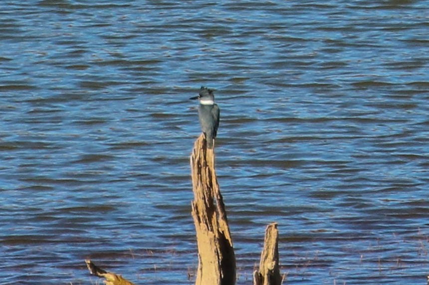 Belted Kingfisher - ML191580601