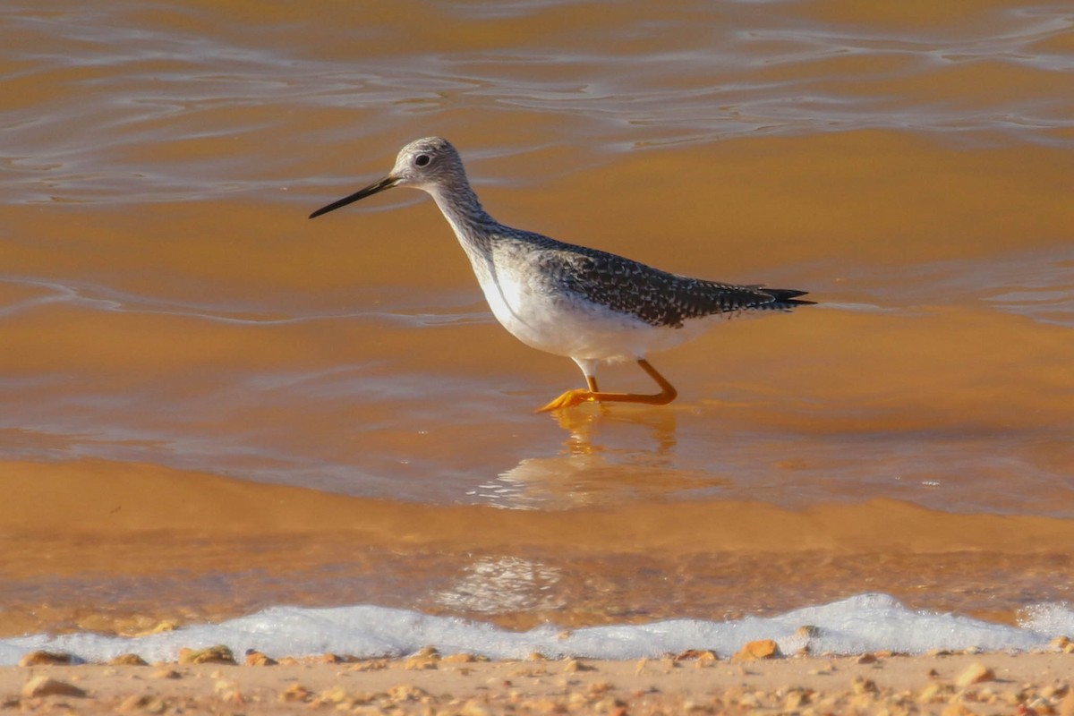 Greater Yellowlegs - ML191580651