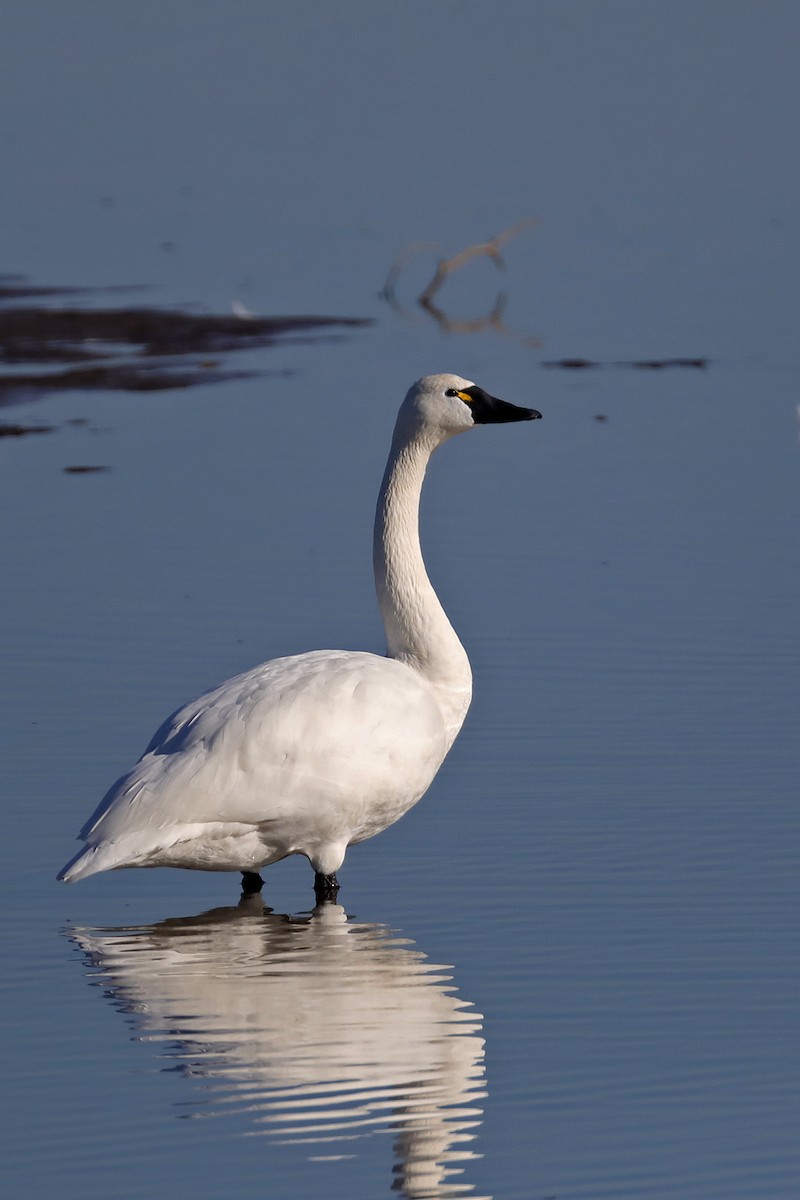 Tundra Swan - Doug Hommert