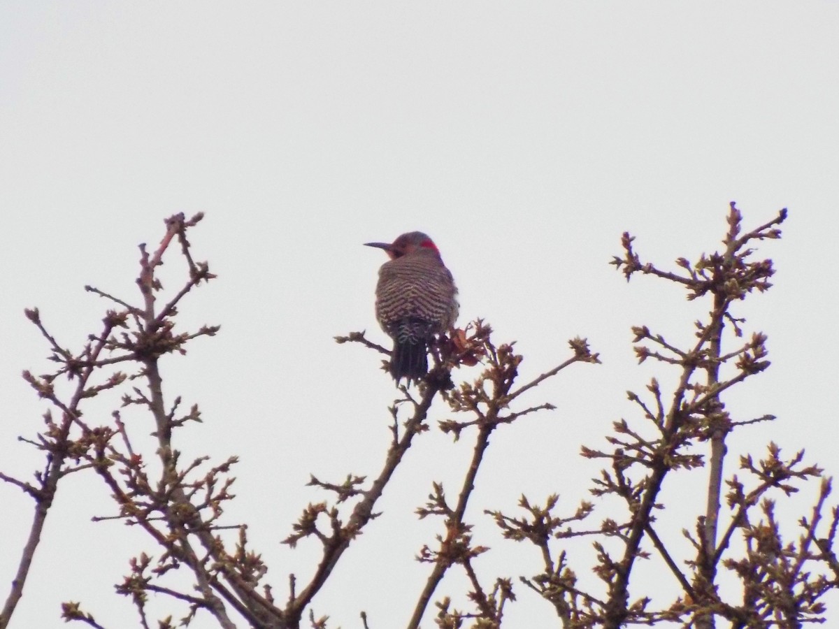 Northern Flicker (Yellow-shafted) - ML191581801