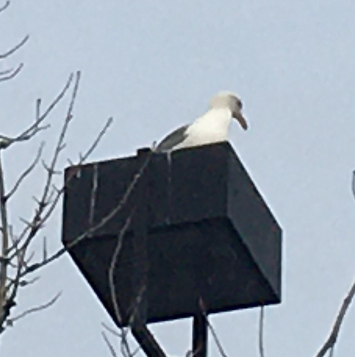 Western Gull - Shawneen Finnegan