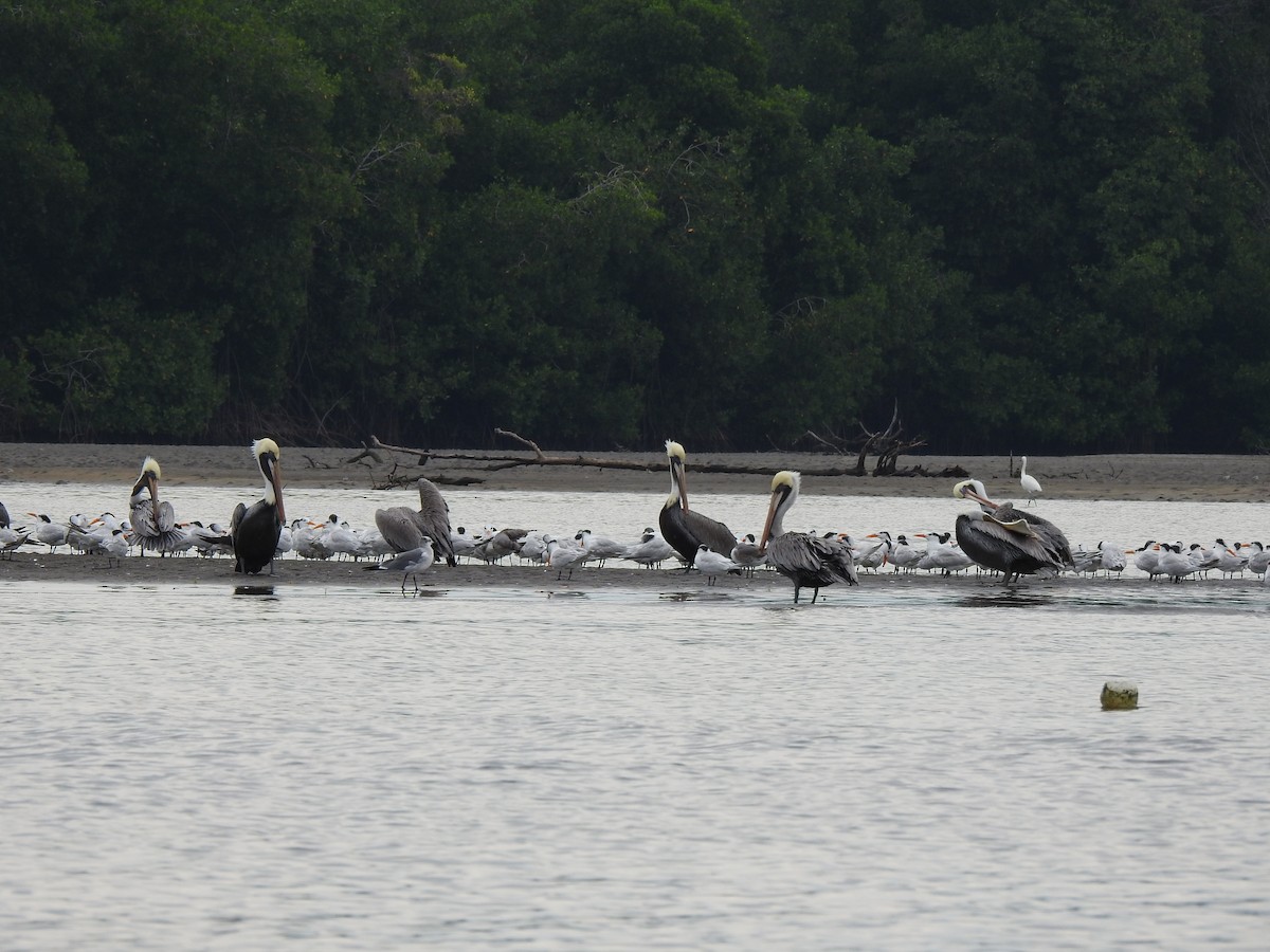 Brown Pelican - ML191582811