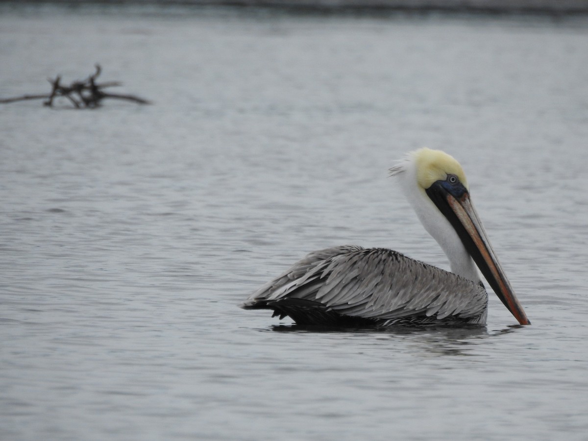 Brown Pelican - ML191582821