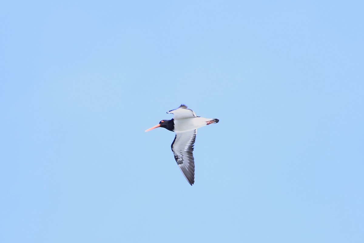 South Island Oystercatcher - ML191583521