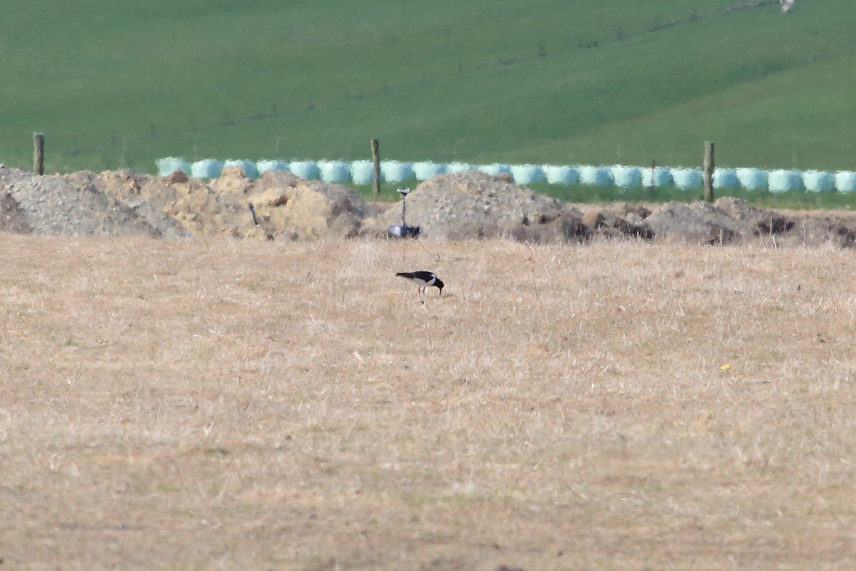 South Island Oystercatcher - ML191583531