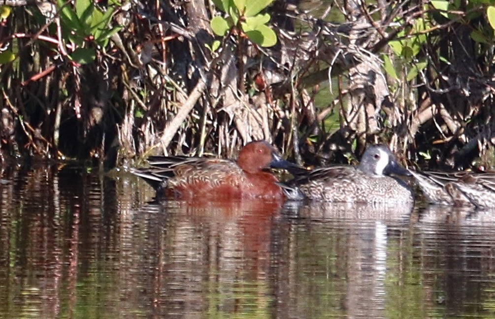 Cinnamon Teal - ML191585021